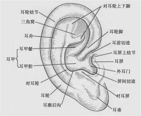 耳廓意思